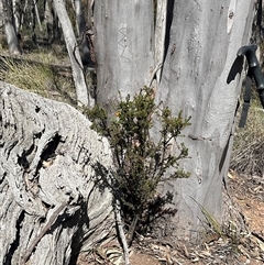 Dillwynia phylicoides (A Parrot-pea) at Yarralumla, ACT - 27 Sep 2025 by Jennybach