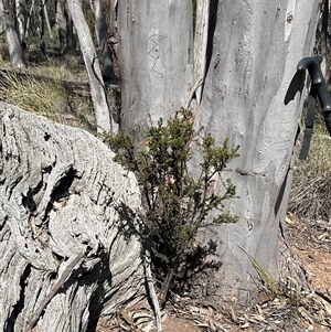 Dillwynia phylicoides (A Parrot-pea) at Yarralumla, ACT - 27 Sep 2025 by Jennybach