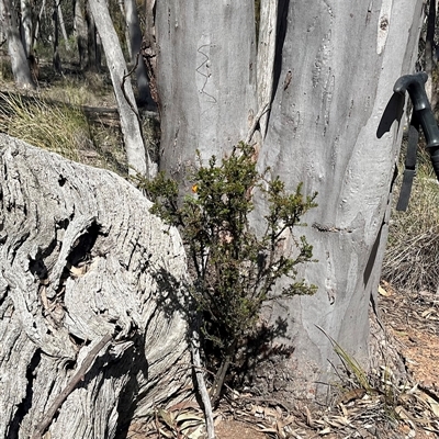 Dillwynia phylicoides (A Parrot-pea) at Yarralumla, ACT - 27 Sep 2025 by Jennybach