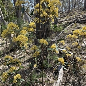 Pomaderris intermedia (Golden Pomaderris) at Yarralumla, ACT - 27 Sep 2025 by Jennybach