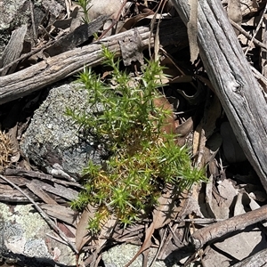 Stellaria pungens (Prickly Starwort) at Yarralumla, ACT - 27 Sep 2025 by Jennybach