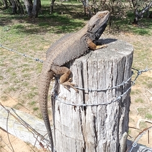 Pogona barbata (Eastern Bearded Dragon) at Symonston, ACT - 29 Sep 2025 by CallumBraeRuralProperty