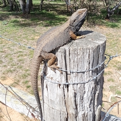 Pogona barbata (Eastern Bearded Dragon) at Symonston, ACT - 29 Sep 2025 by CallumBraeRuralProperty