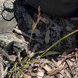 Lepidosperma laterale (Variable Sword Sedge) at Yarralumla, ACT - 27 Sep 2025 by Jennybach