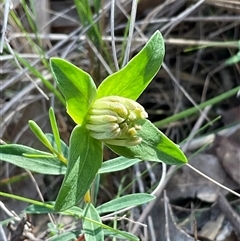 Pimelea linifolia subsp. linifolia (Queen of the Bush, Slender Rice-flower) at Acton, ACT - 27 Sep 2025 by Jennybach