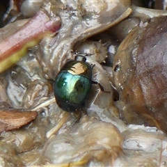 Saprinus (Saprinus) sp. (genus & subgenus) (Metallic hister beetle) at Braemar, NSW - 29 Sep 2025 by Curiosity