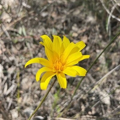 Microseris walteri (Yam Daisy, Murnong) at Bruce, ACT - 27 Sep 2025 by Jennybach