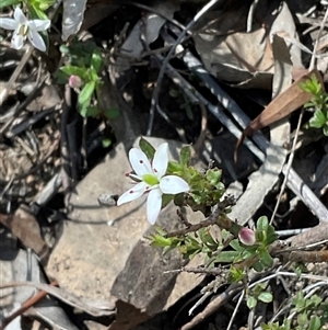 Rhytidosporum procumbens (White Marianth) at Aranda, ACT - 27 Sep 2025 by Jennybach