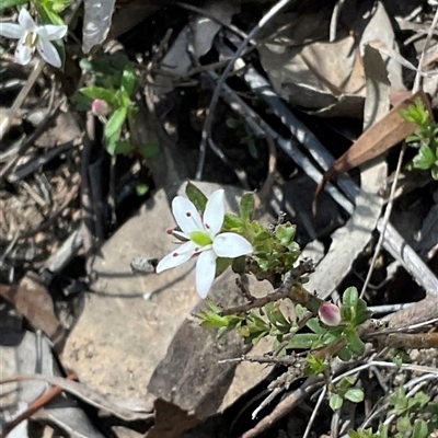 Rhytidosporum procumbens (White Marianth) at Aranda, ACT - 27 Sep 2025 by Jennybach