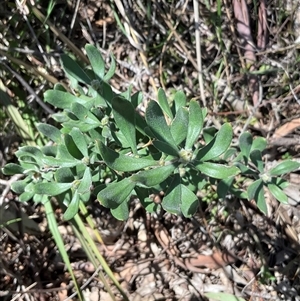 Persoonia rigida (Hairy Geebung) at Yarralumla, ACT - 27 Sep 2025 by Jennybach