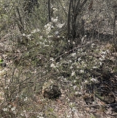 Cryptandra amara (Bitter Cryptandra) at Denman Prospect, ACT - 20 Sep 2025 by Jennybach
