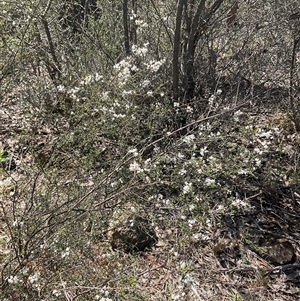 Cryptandra amara (Bitter Cryptandra) at Denman Prospect, ACT - 20 Sep 2025 by Jennybach