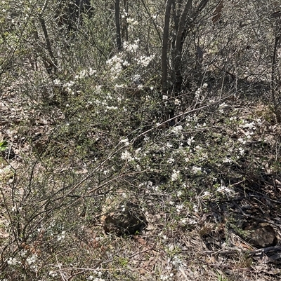 Cryptandra amara (Bitter Cryptandra) at Denman Prospect, ACT - 20 Sep 2025 by Jennybach