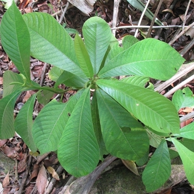 Saurauia andreana at Syndicate, QLD - 18 Nov 2015 by JasonPStewart