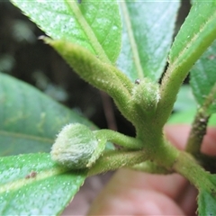 Saurauia andreana at Syndicate, QLD - 4 Sep 2016 01:48 PM