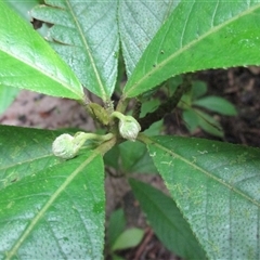 Saurauia andreana at Syndicate, QLD - 24 Sep 2016 by JasonPStewart