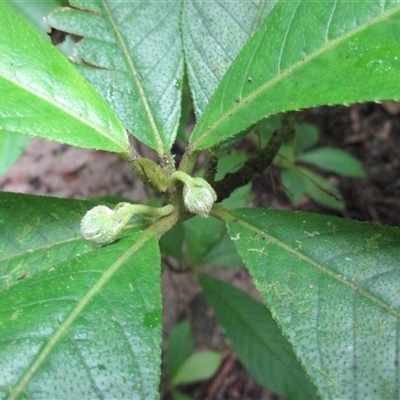 Saurauia andreana at Syndicate, QLD - 24 Sep 2016 by JasonPStewart