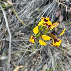 Diuris nigromontana (Black Mountain Leopard Orchid) at Yarralumla, ACT - 29 Sep 2025 by Jenny54