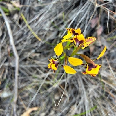 Diuris nigromontana (Black Mountain Leopard Orchid) at Yarralumla, ACT - 29 Sep 2025 by Jenny54