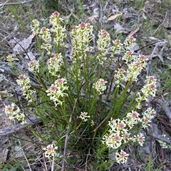 Stackhousia monogyna (Creamy Candles) at Yarralumla, ACT - 29 Sep 2025 by Jenny54