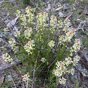 Stackhousia monogyna (Creamy Candles) at Yarralumla, ACT - 29 Sep 2025 by Jenny54