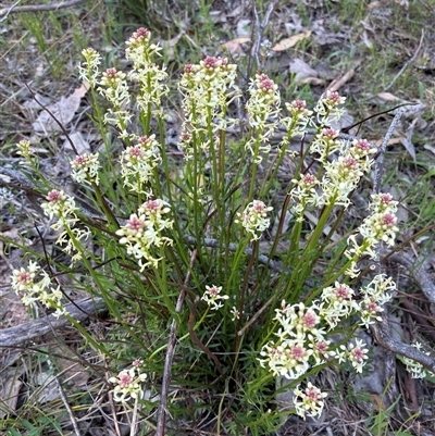 Stackhousia monogyna (Creamy Candles) at Yarralumla, ACT - 29 Sep 2025 by Jenny54