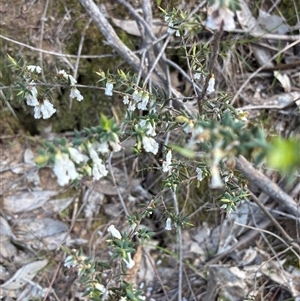 Styphelia fletcheri subsp. brevisepala (Twin Flower Beard-Heath) at Yarralumla, ACT - 29 Sep 2025 by Jenny54