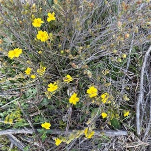 Hibbertia calycina (Lesser Guinea-flower) at Yarralumla, ACT - 29 Sep 2025 by Jenny54