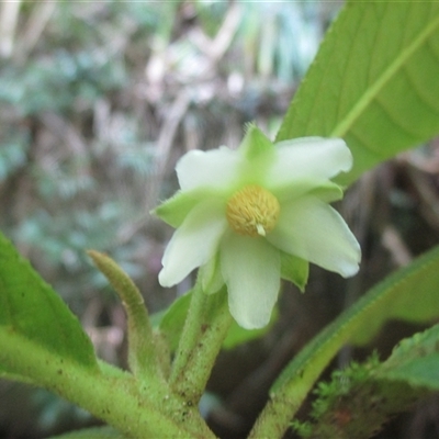 Saurauia andreana at Syndicate, QLD - 16 Nov 2018 by JasonPStewartNMsnc2016