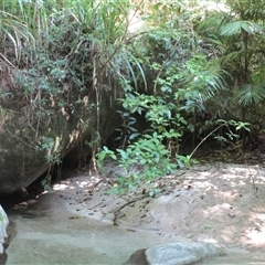 Saurauia andreana at Syndicate, QLD - 16 Aug 2022 by JasonPStewart