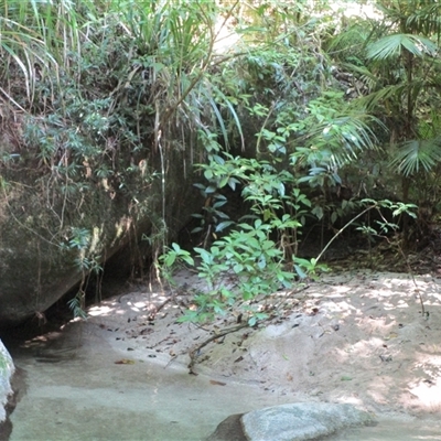 Saurauia andreana at Syndicate, QLD - 16 Aug 2022 by JasonPStewart