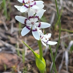 Wurmbea dioica subsp. dioica (Early Nancy) at Acton, ACT - 29 Sep 2025 by Mohr