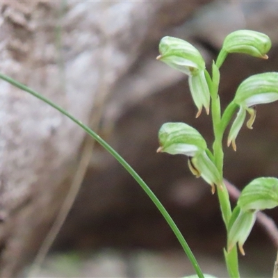 Bunochilus montanus (ACT) = Pterostylis jonesii (NSW) at Kambah, ACT - 29 Sep 2025 by SandraH