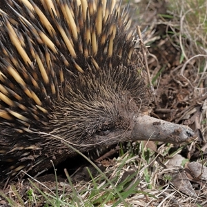 Tachyglossus aculeatus (Short-beaked Echidna) at Forde, ACT - 17 Sep 2025 by TimL