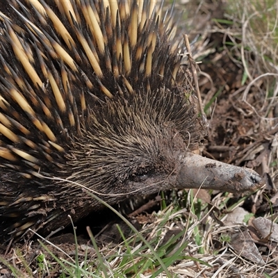 Tachyglossus aculeatus (Short-beaked Echidna) at Forde, ACT - 17 Sep 2025 by TimL