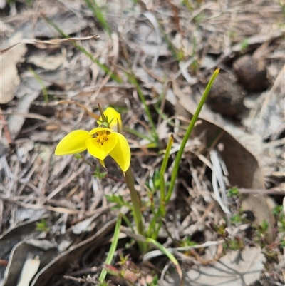 Diuris chryseopsis (Golden Moth) at Kambah, ACT - 28 Sep 2025 by gregbaines