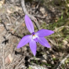 Glossodia major (Wax Lip Orchid) at Yarralumla, ACT - 29 Sep 2025 by JillianM