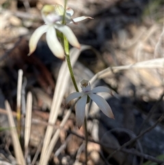 Caladenia ustulata (Brown Caps) at Bruce, ACT - 29 Sep 2025 by JillianM