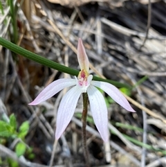 Caladenia fuscata (Dusky Fingers) at Yarralumla, ACT - 29 Sep 2025 by JillianM
