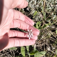 Wurmbea dioica subsp. dioica (Early Nancy) at Tarago, NSW - 29 Sep 2025 by DrDJDavidJ