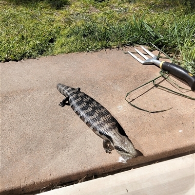 Tiliqua scincoides scincoides (Eastern Blue-tongue) at Tarago, NSW - 26 Sep 2025 by DrDJDavidJ