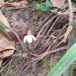 Caladenia fuscata at Fitzroy Falls, NSW - 27 Sep 2025 by DrDJDavidJ