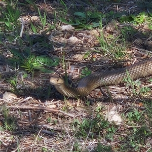 Pseudonaja textilis (Eastern Brown Snake) at Coombs, ACT - 29 Sep 2025 by Wolfdogg