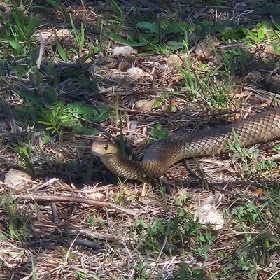 Pseudonaja textilis (Eastern Brown Snake) at Coombs, ACT - 29 Sep 2025 by Wolfdogg