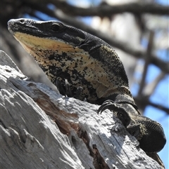 Varanus varius (Lace Monitor) at The Pilliga, NSW - 29 Sep 2025 by HelenCross