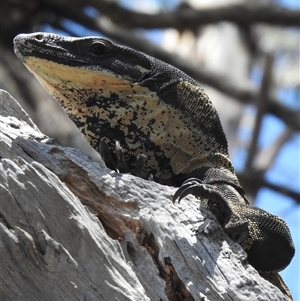 Varanus varius (Lace Monitor) at The Pilliga, NSW - 29 Sep 2025 by HelenCross