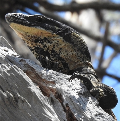 Varanus varius (Lace Monitor) at The Pilliga, NSW - 29 Sep 2025 by HelenCross