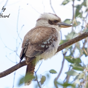 Dacelo novaeguineae (Laughing Kookaburra) at Cook, ACT - 29 Sep 2025 by Rheardy