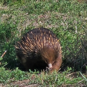 Tachyglossus aculeatus (Short-beaked Echidna) at Coombs, ACT - 29 Sep 2025 by Wolfdogg