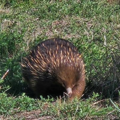 Tachyglossus aculeatus (Short-beaked Echidna) at Coombs, ACT - 29 Sep 2025 by Wolfdogg